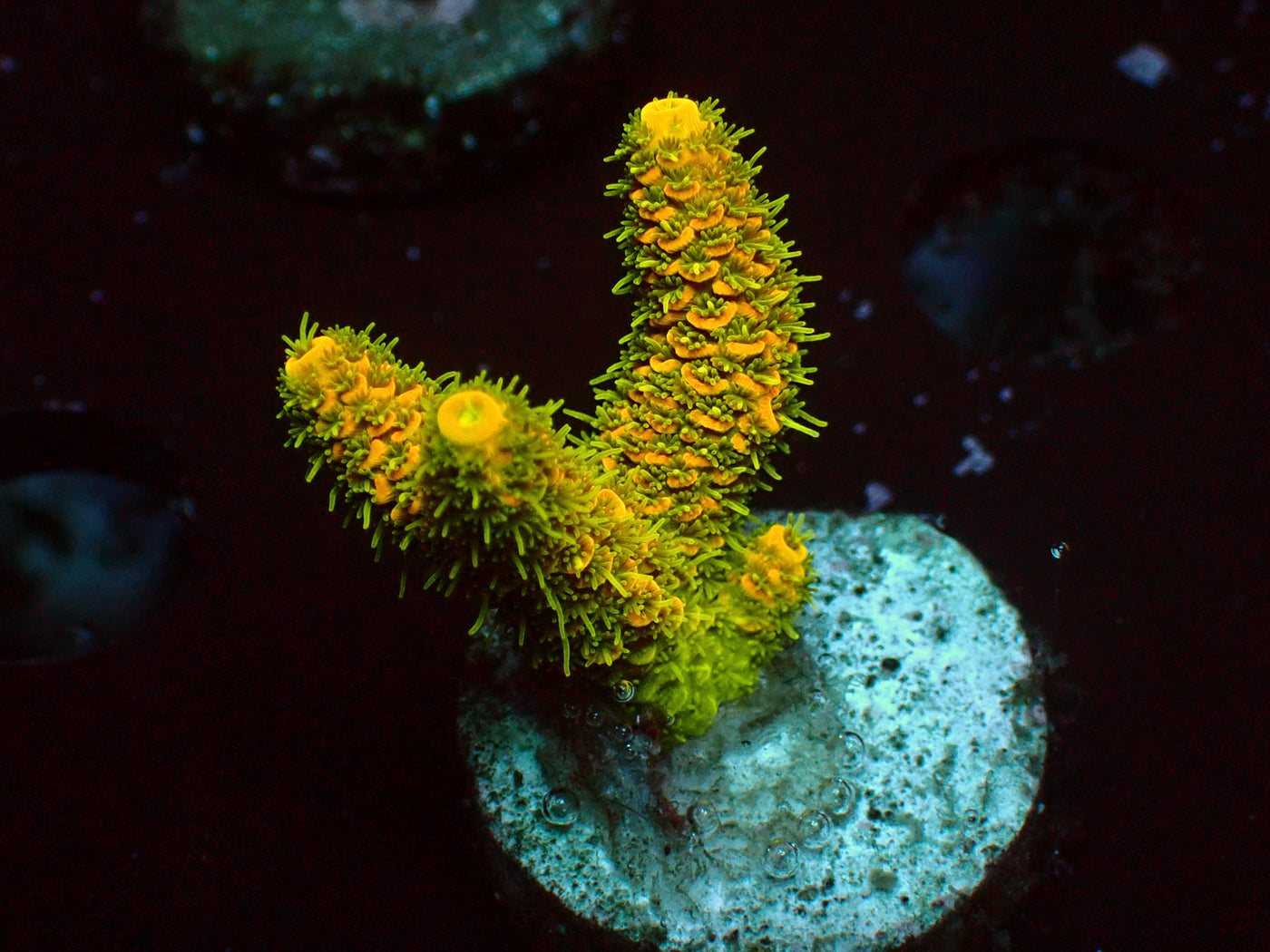 Solar Flair Millepora | WYSIWYG