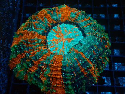 Mastergrade Acanthophyllia | WYSIWYG