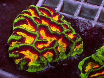 Rare! WWC Awesome Rainbow Platygyra  | WYSIWYG