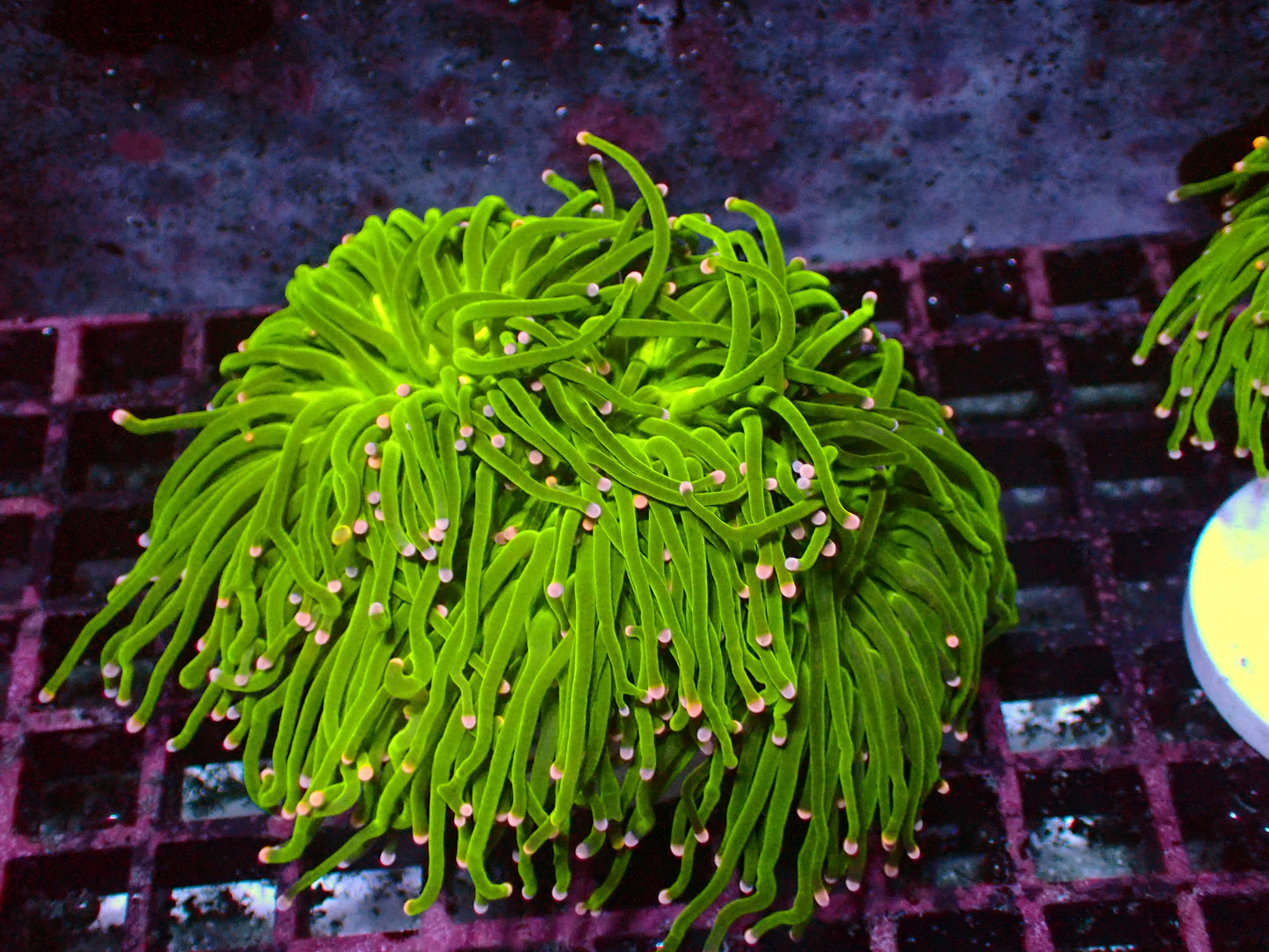 Cotton Candy Rainbow Tips Torch | Jumbo