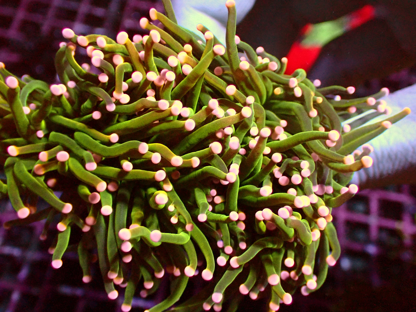 PR Mistery Torch | WYSIWYG