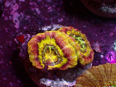 1 of 1 Yellow Center Asian Acanthastrea | WYSIWYG