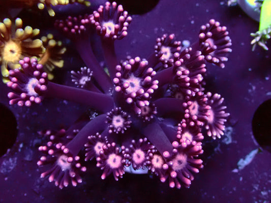 Purple Flower Goniopora | WYSIWYG