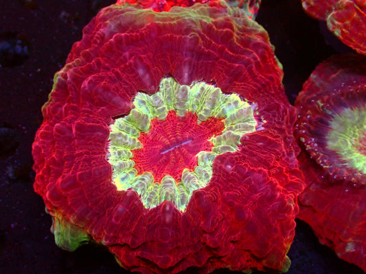 Ultra Red "Cherry Mouth" Acanthophyllia | WYSIWYG