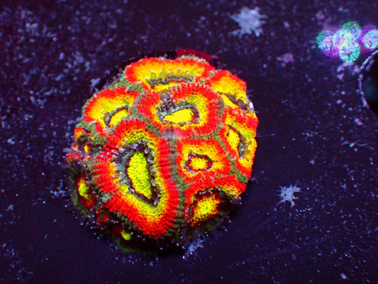 Big R Holygrail Micromussa | WYSIWYG