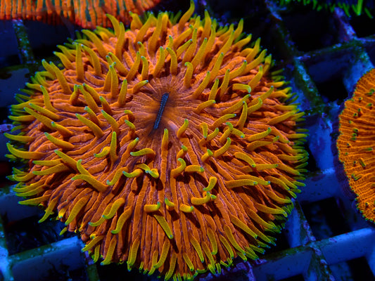 Ultra Yellow Tips Fungia | WYSIWYG