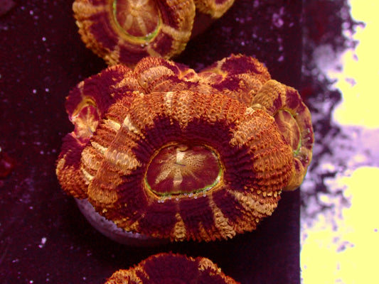 Golden/Black Asian Acanthastrea | WYSIWYG