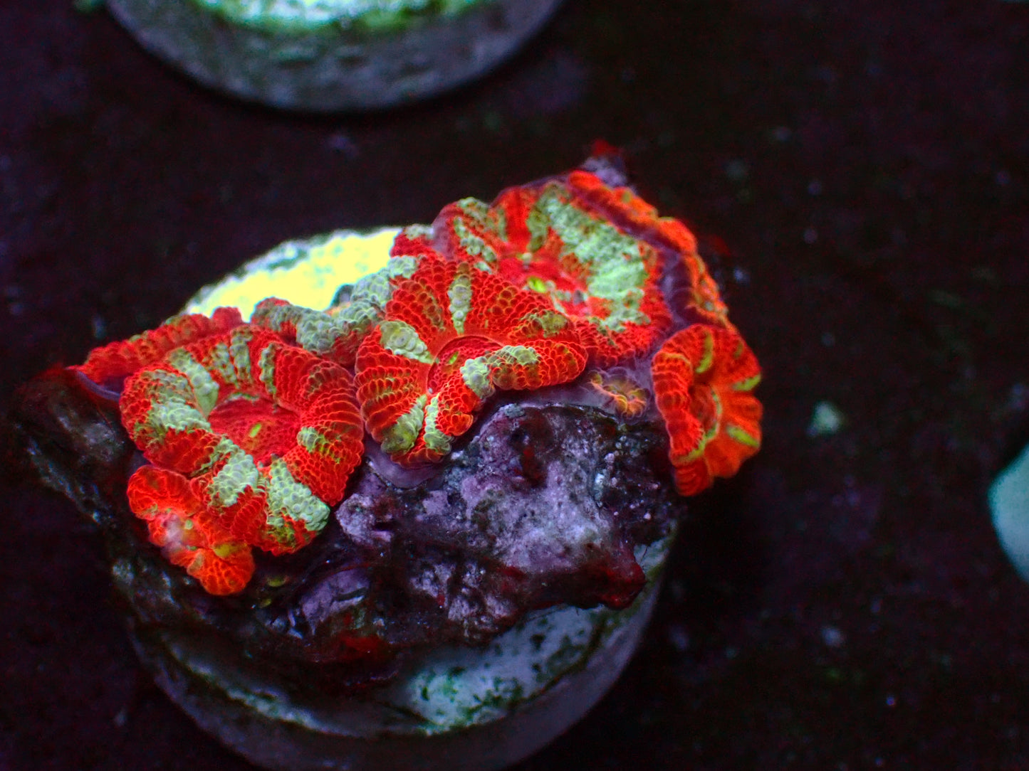 Crazy Red Micromussa | WYSIWYG