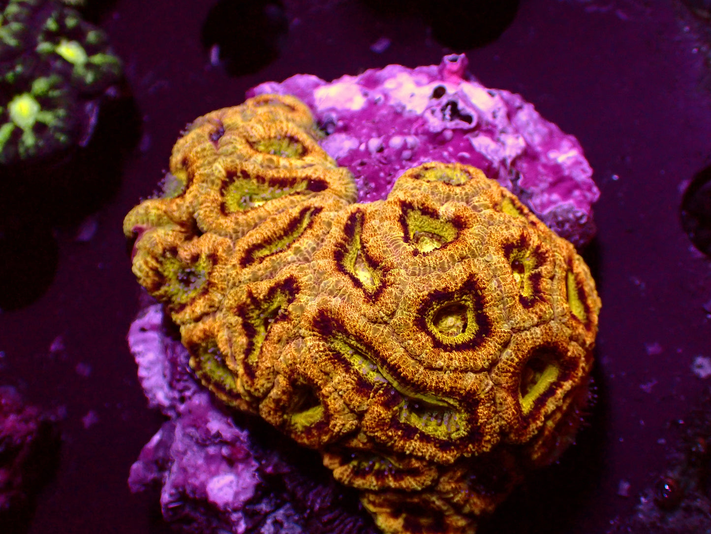 PR Gold Digger Asian Acan | Colony