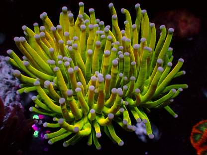 Euphyllia 24k Holy Grail Torch | WYSIWYG