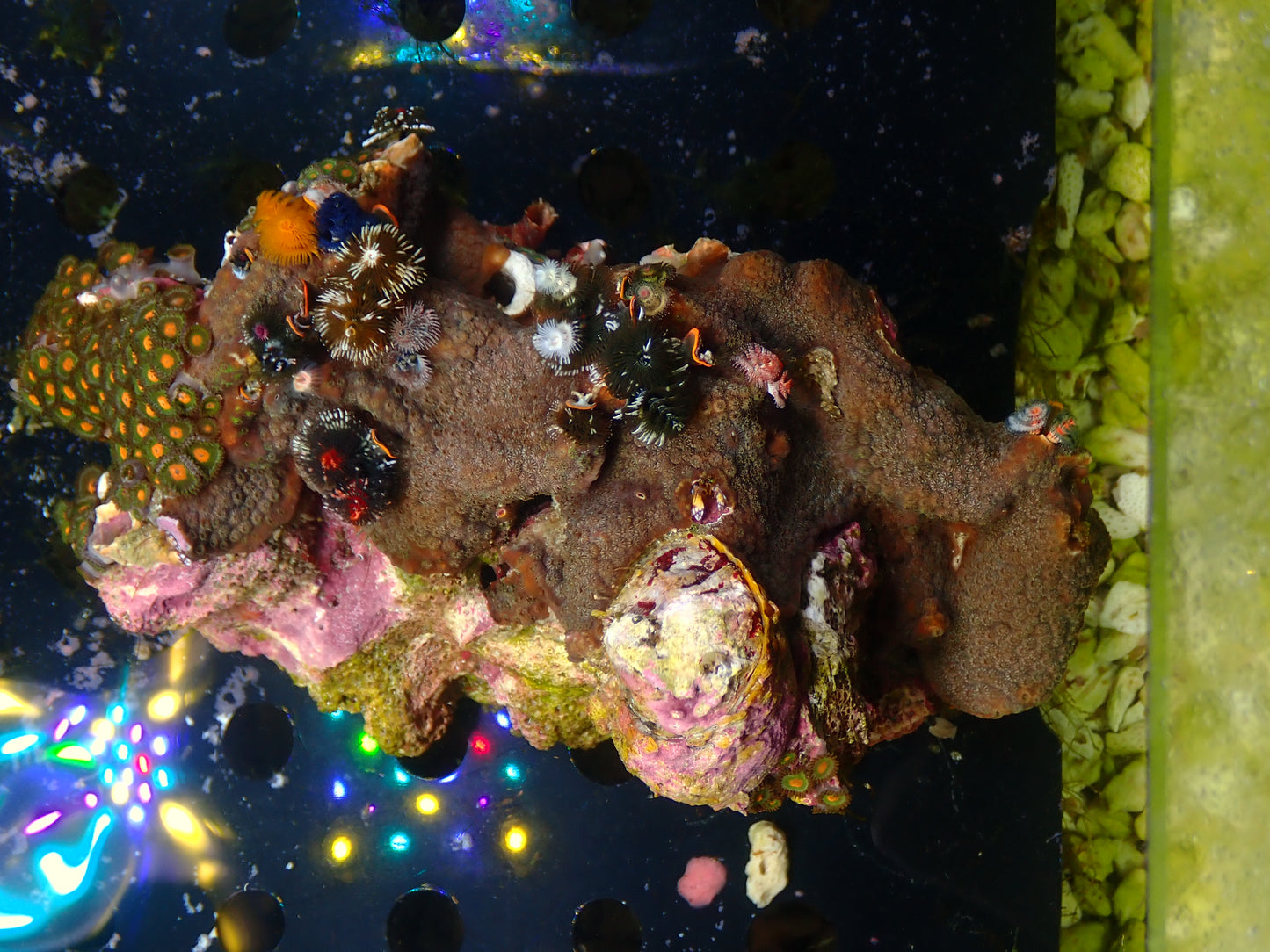 Christmas Tree Worm Rock | WYSIWYG