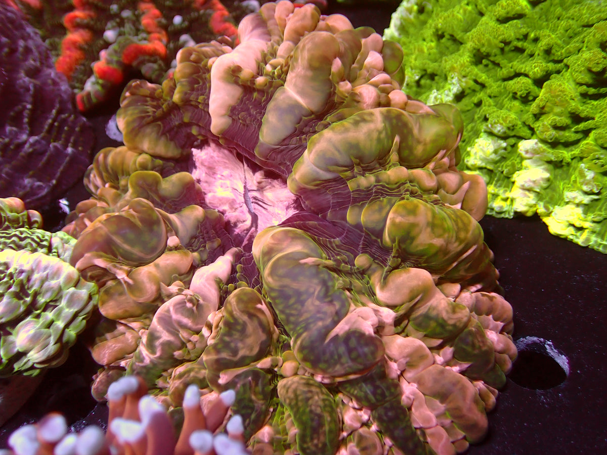 Indophyllia Pink Explosion | WYSIWYG