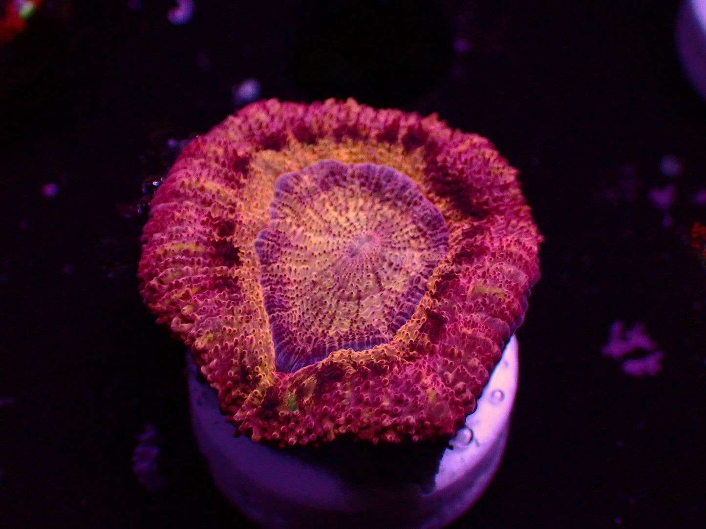 Asian Acan "Mastegrade" | Big Polyp