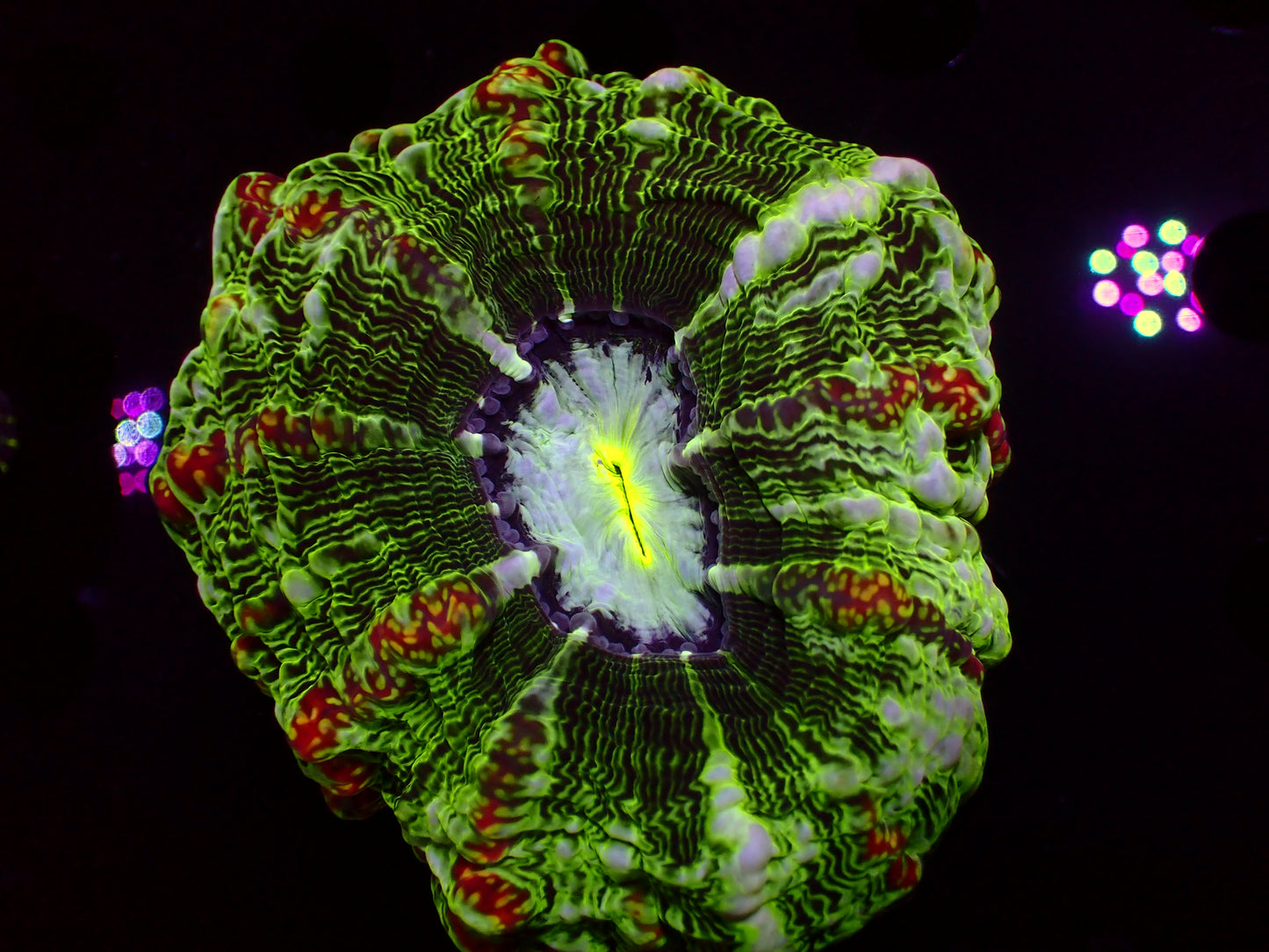 Master Indophyllia | WYSIWYG