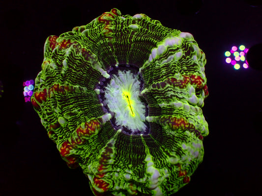 Master Indophyllia | WYSIWYG