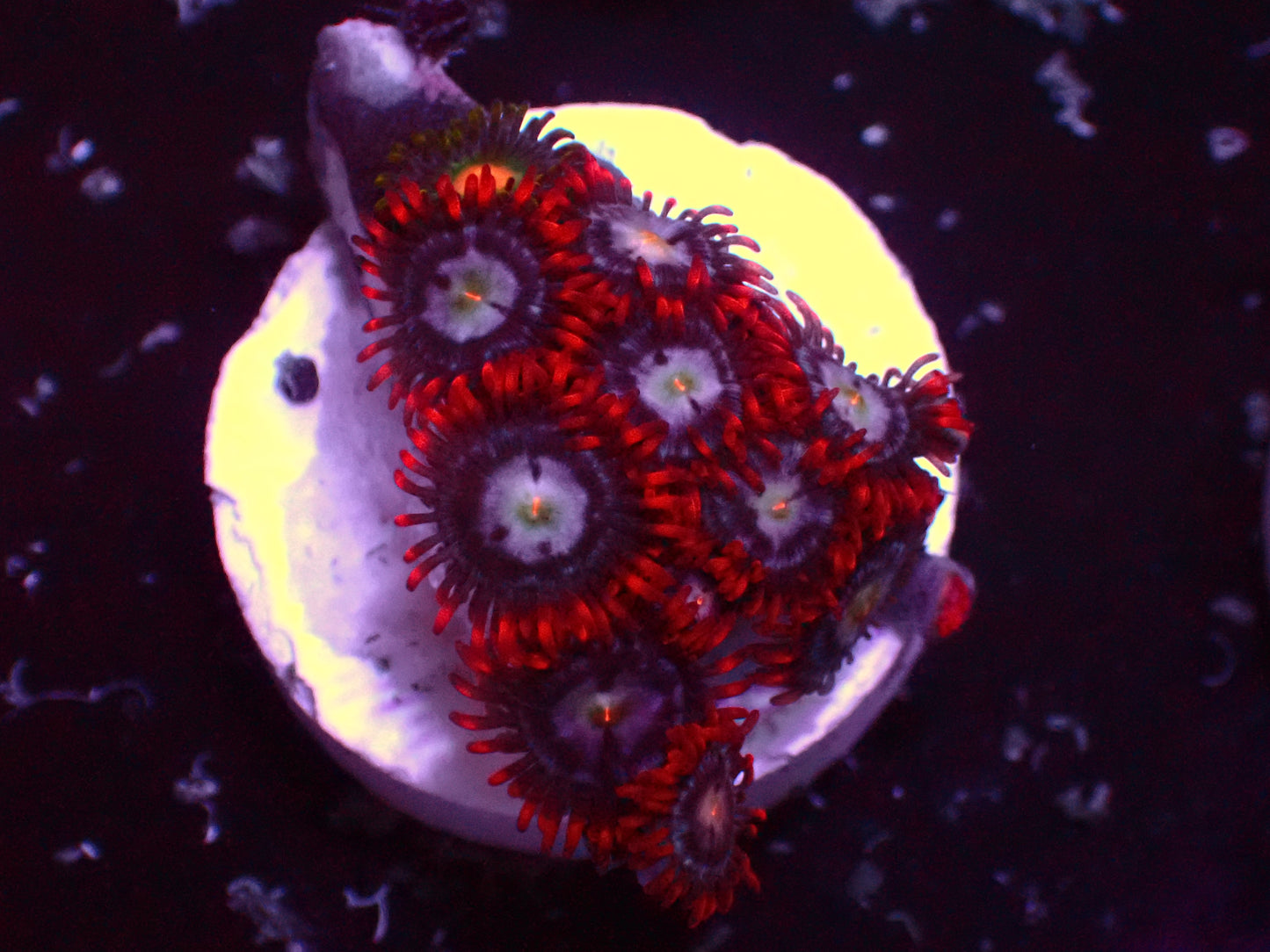 Zoanthus Fire & Ice | WYSIWYG
