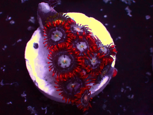 Zoanthus Fire & Ice | WYSIWYG
