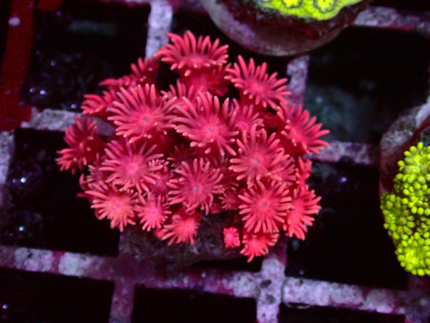 Ultra Magenta Goniopora | WYSIWYG