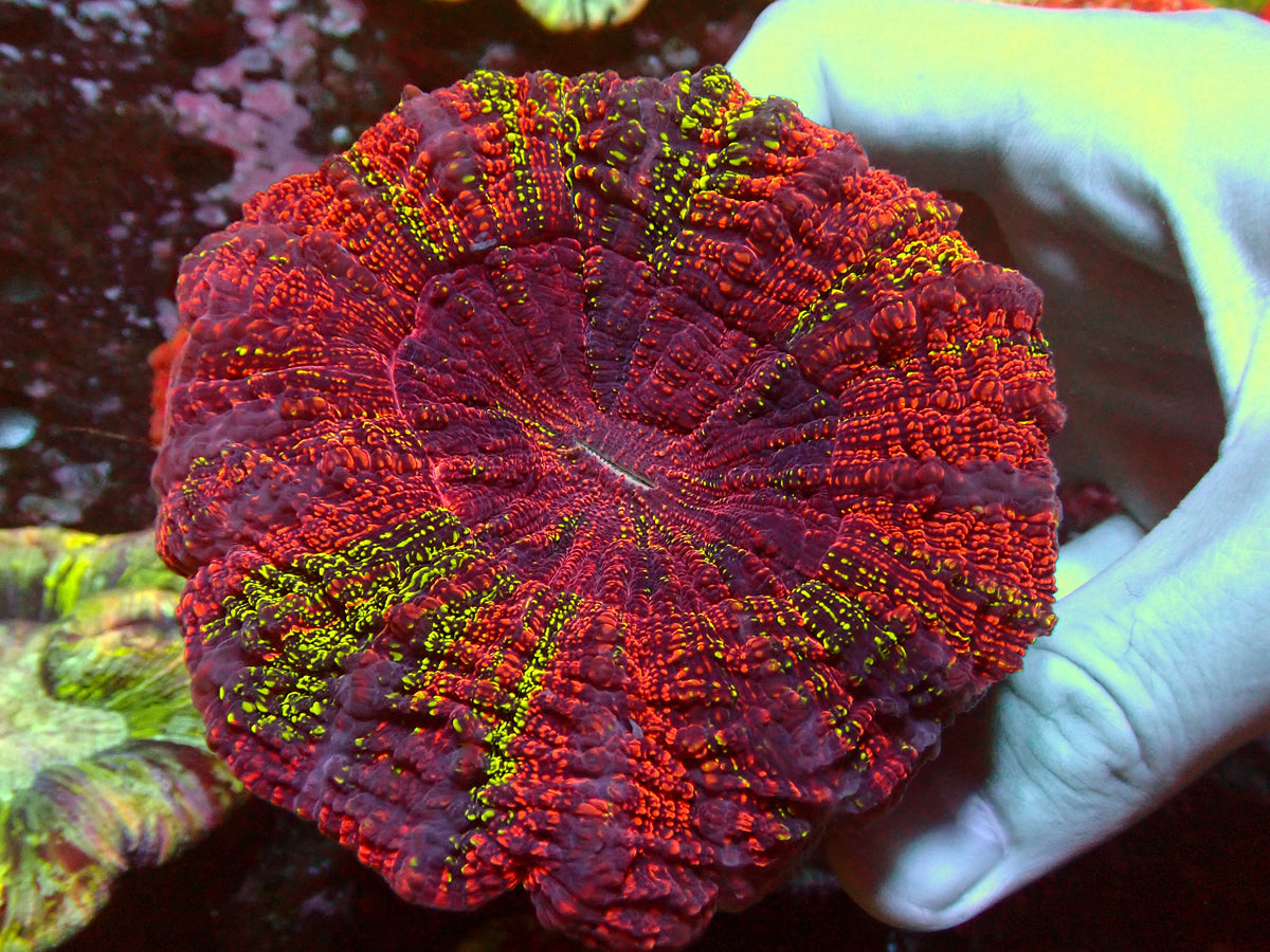 Acanthophyllia Holy Grail | WYSIWYG