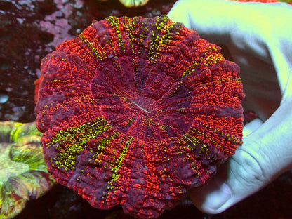 Acanthophyllia Holy Grail | WYSIWYG