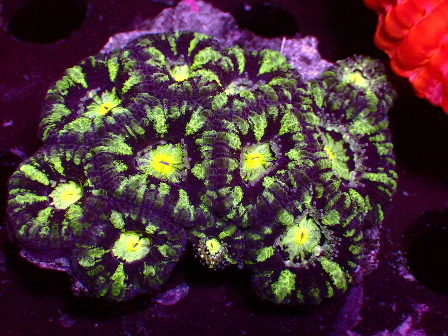 PR Dark Matter Asian Acan | Colony