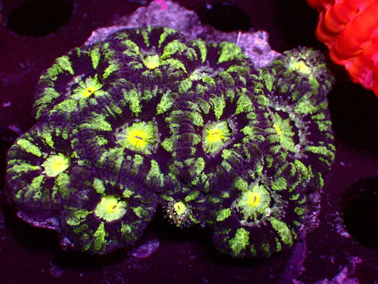 PR Dark Matter Asian Acan | Colony