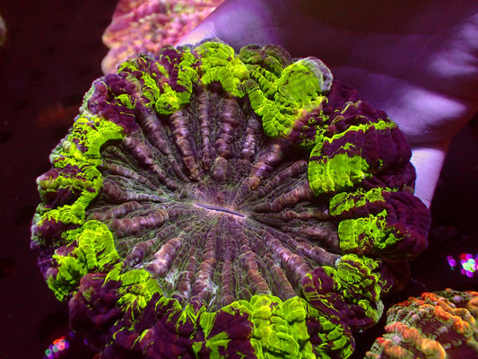 Toxic Master Acanthophyllia | WYSIWYG