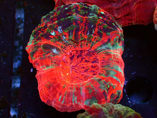 Crazy Mastergrade Baby Acanthophyllia | WYSIWYG