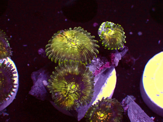 Hawaiian Ding Dang Zoanthus | WYSIWYG