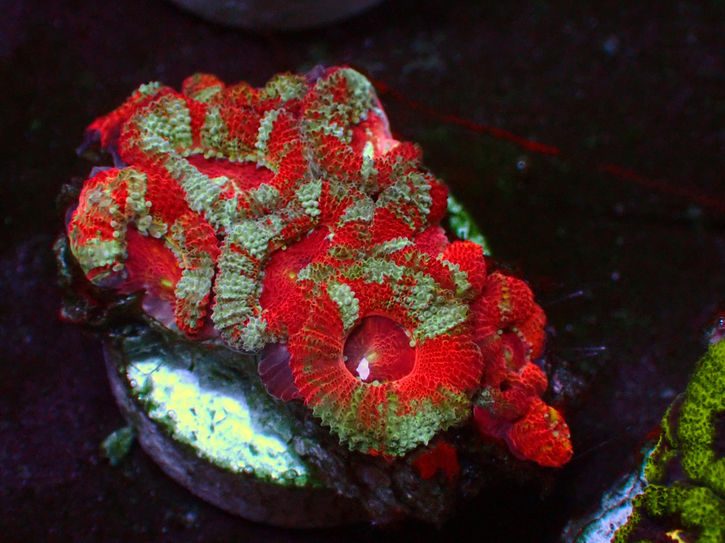 Crazy Red Micromussa | WYSIWYG