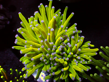 Euphyllia 24k Holy Grail Torch | WYSIWYG