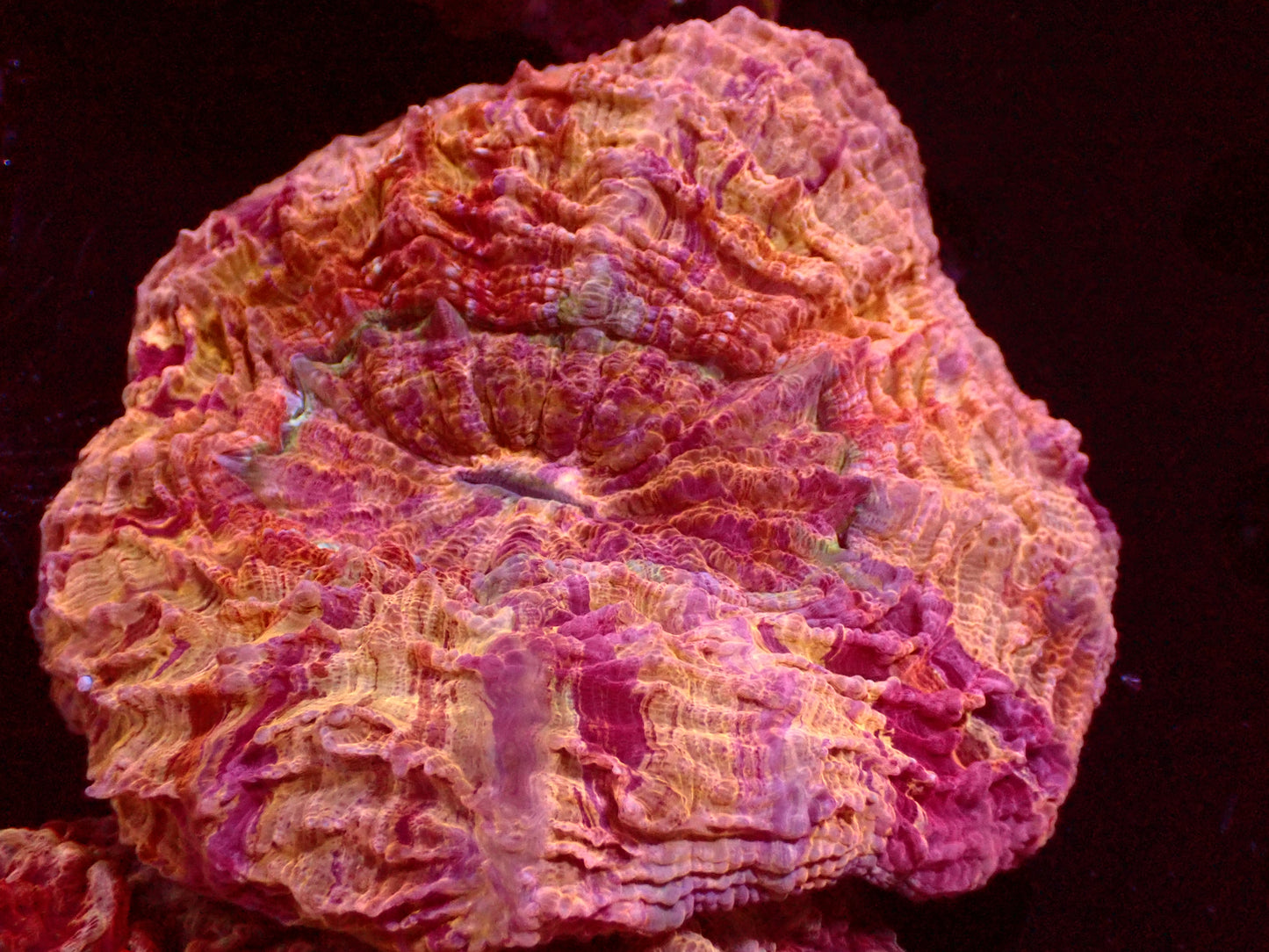 Golden Rainbow Acanthophyllia | WYSIWYG