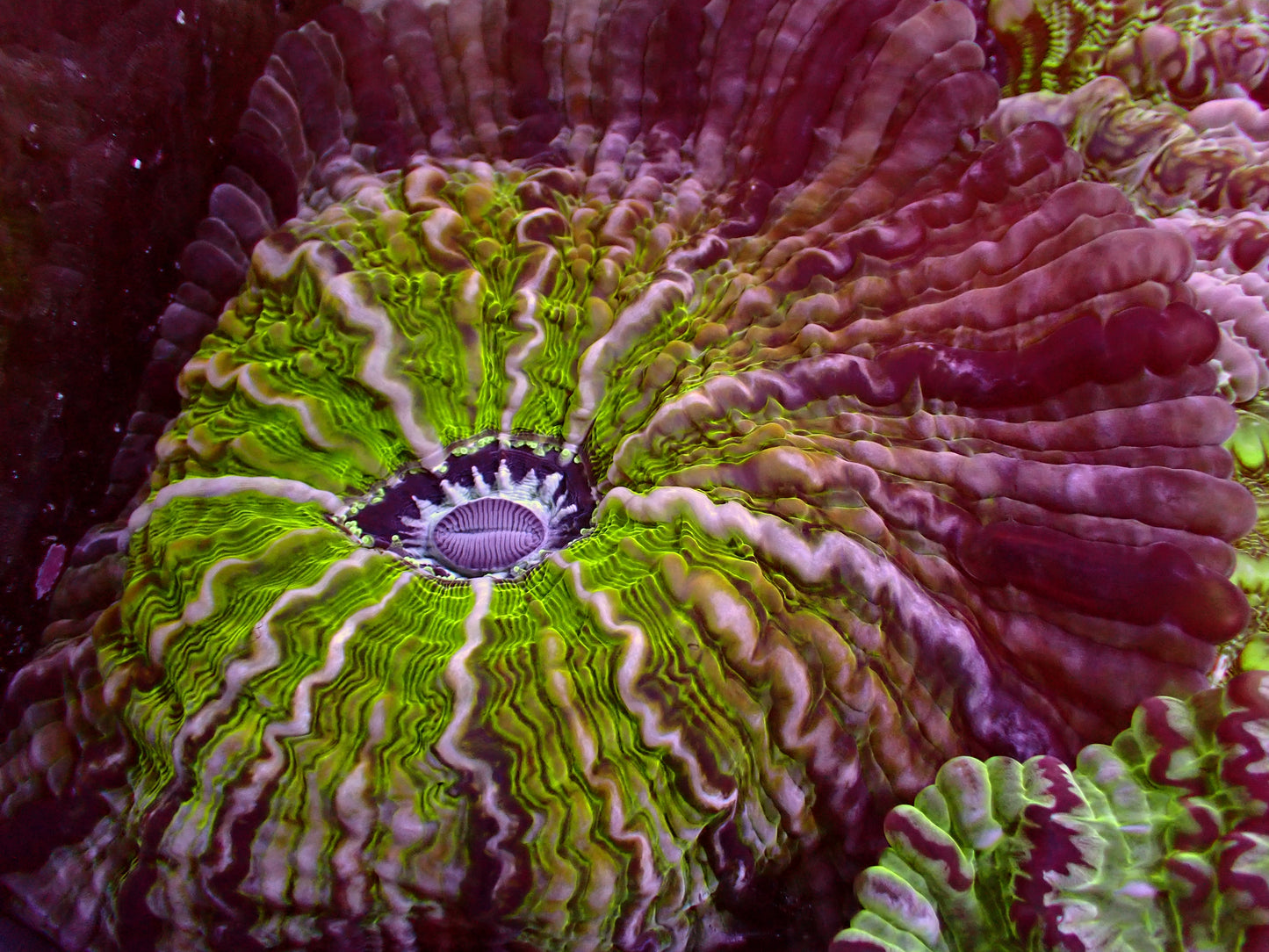 Insane Ufo Indophyllia | WYSIWYG