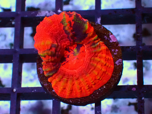 Mastergrade Scolymia "with purple" | WYSIWYG