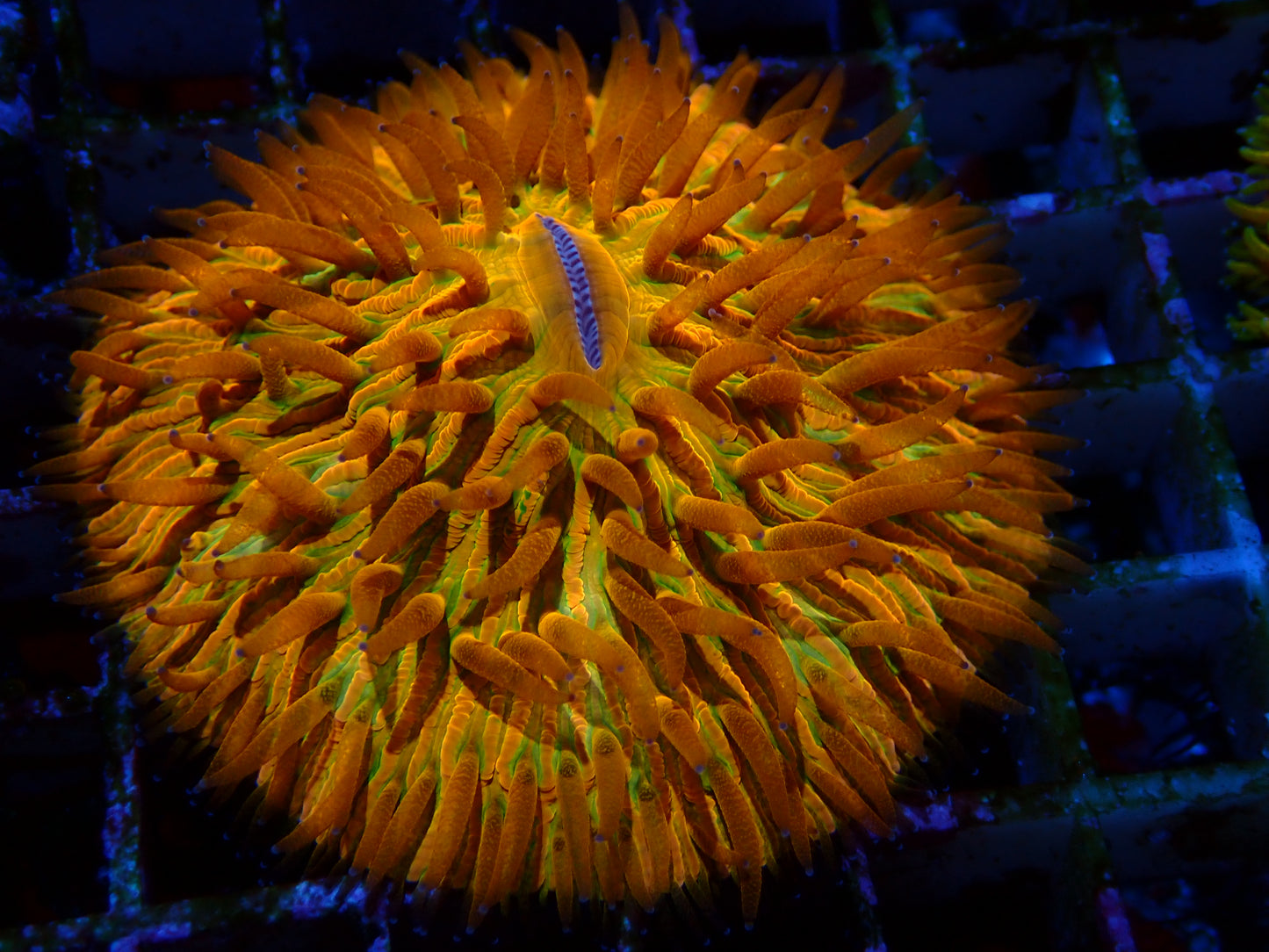 Rainbow Fungia | WYSIWYG