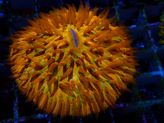 Rainbow Fungia | WYSIWYG