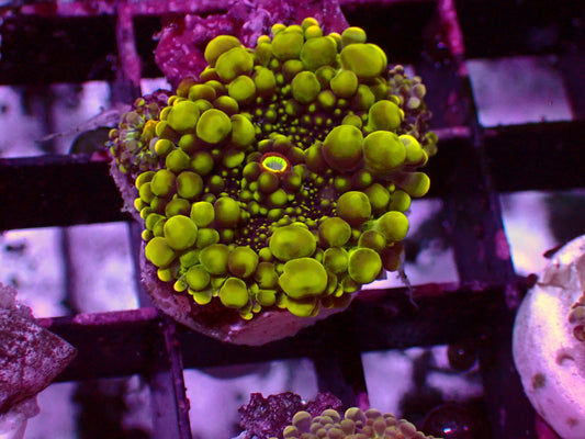 Ricordea Yuma "Toxic Green" | WYSIWYG