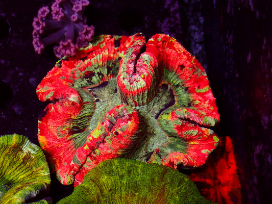 Rainbow Skittles Trachyphyllia | WYSIWYG