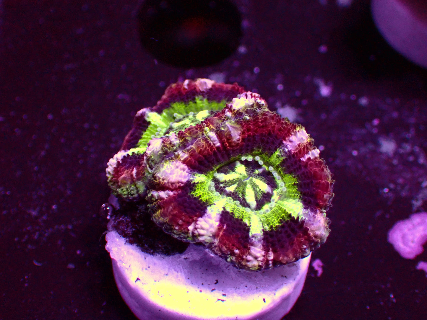 Asian Acan "Crazy Candy" | WYSIWYG