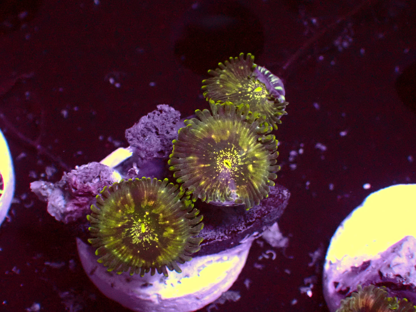 Hawaiian Ding Dang Zoanthus | WYSIWYG