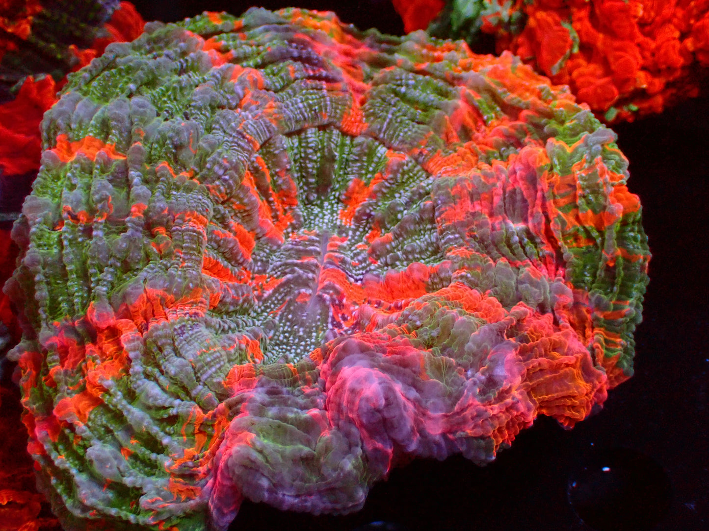 Super Rainbow Glitter! Acanthophyllia |WYSIWYG