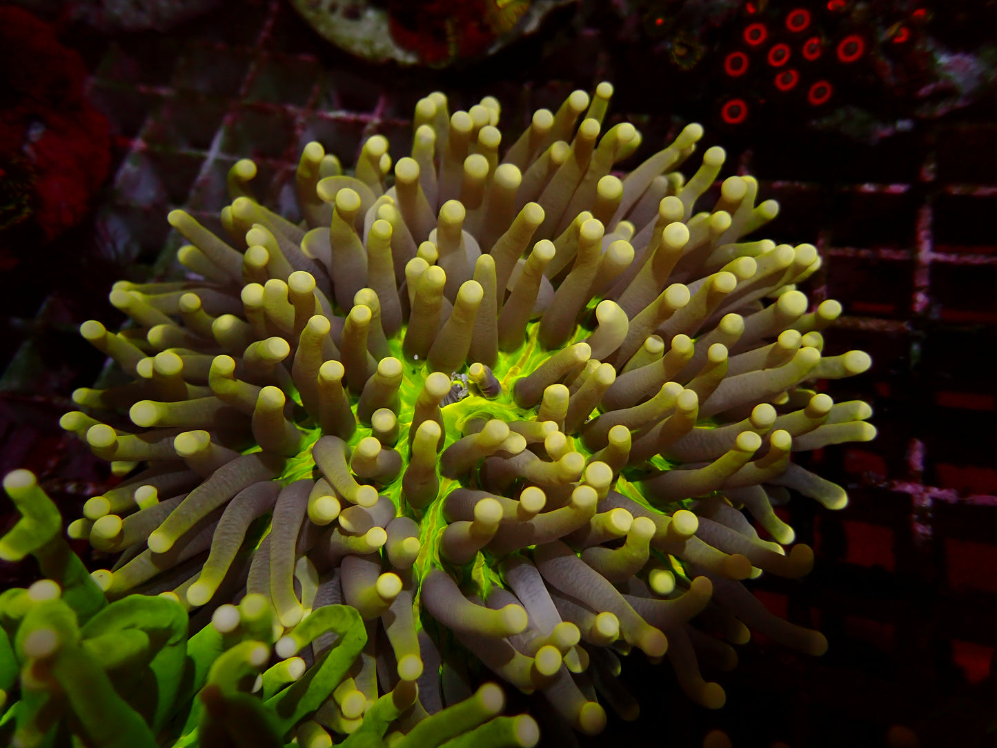 Ultra Green Center Heliofungia | WYSIWYG