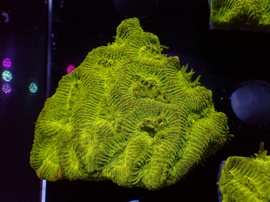 Toxic Glitter Platygyra | WYSIWYG