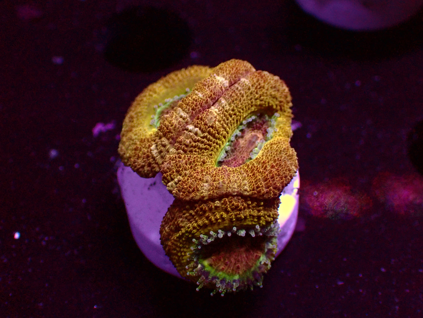 Asian Acan "Crazy Gold" | WYSIWYG