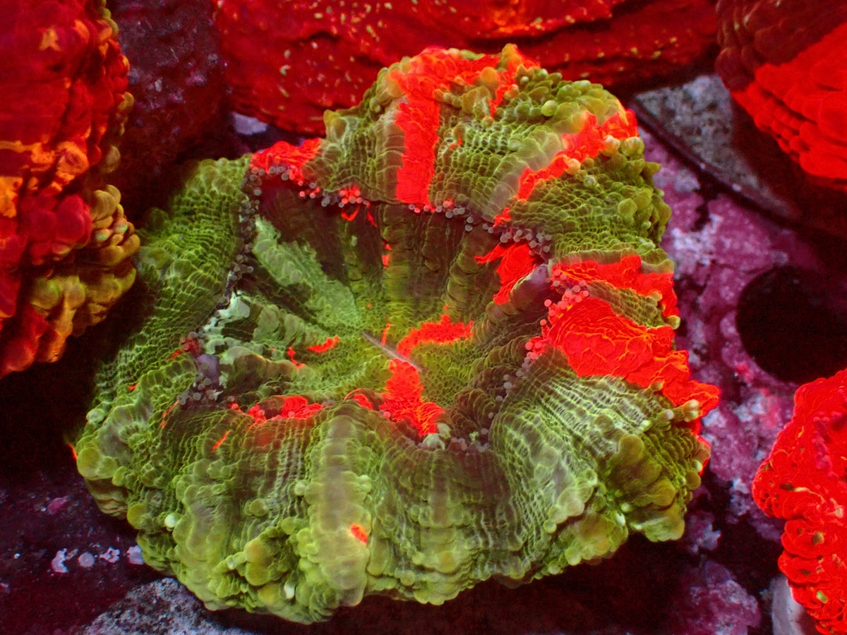 Acanthophyllia Masterrade | WYSIWYG