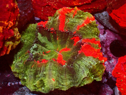 Acanthophyllia Masterrade | WYSIWYG