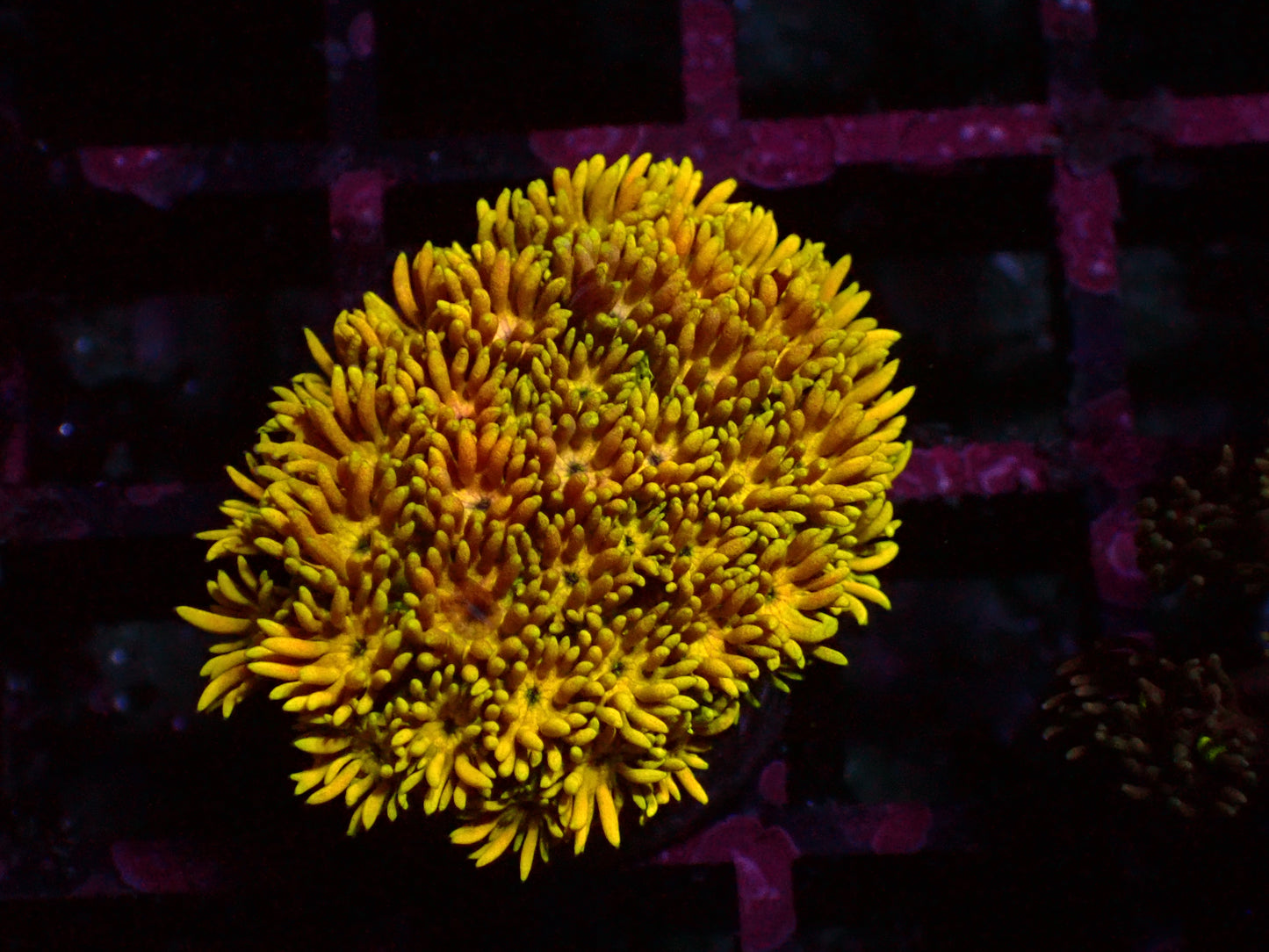 Goniopora "Yellow Rainbow" | WYSIWYG