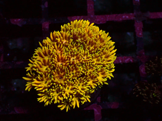 Goniopora "Yellow Rainbow" | WYSIWYG