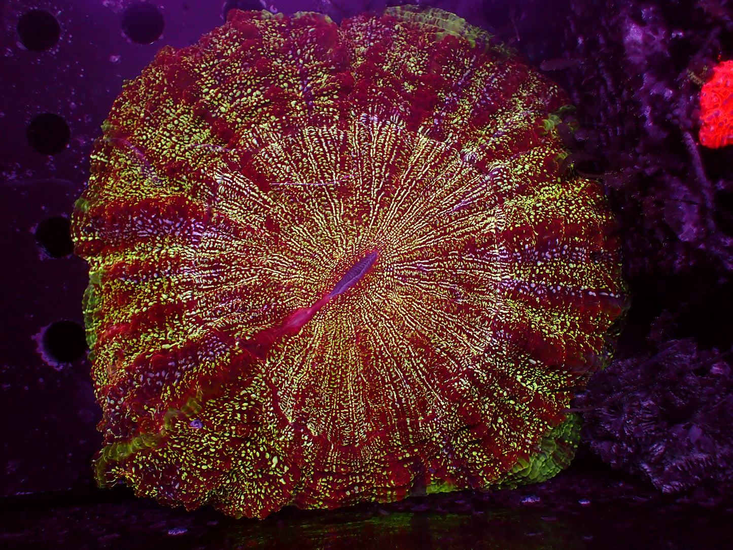 Red Galaxy Acanthophyllia | WYSIWYG