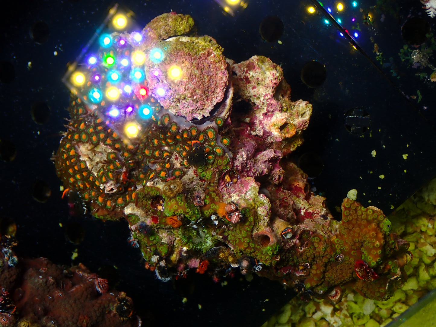 Christmas Tree Worm Rock | WYSIWYG